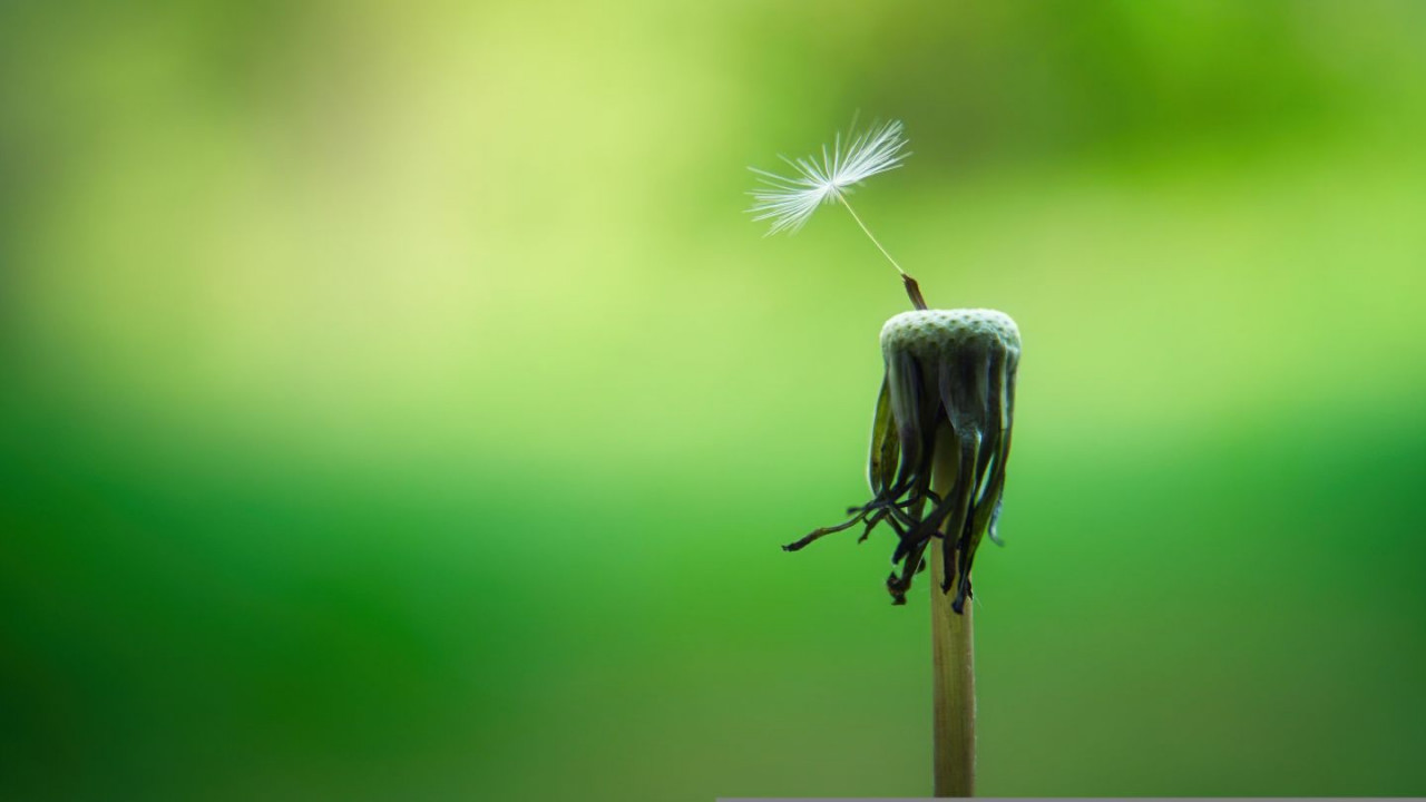 Comment différents environnements naturels contribuent-ils à la santé mentale (projet HORIZON-Europe RESONATE & StreetMind)?